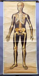 Rollable Anatomical Wall Chart Poster Human Skeleton