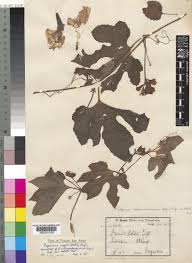 Image result for Peponium