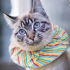 Birds Be Safe Collar We Help Birds Be Safe From Cats Cats Cat Collars Birds