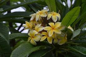 Darwin Yellow