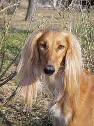 Long Hair Saluki Dog Face Picture Saluki Dogs Saluki Dog Pictures
