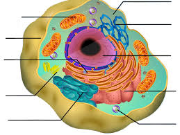 Maybe you would like to learn more about one of these? Cells And Their Organelles Interactive Worksheet By Buffy Mcmann Wizer Me