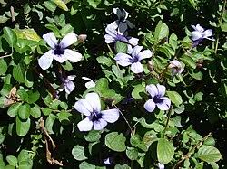 Image result for Dyschoriste thunbergiiflora