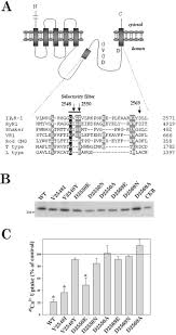 Positively charged ions are called cations; Molecular Determinants Of Ion Permeation And Selectivity In Inositol 1 4 5 Trisphosphate Receptor Ca2 Channels Journal Of Biological Chemistry