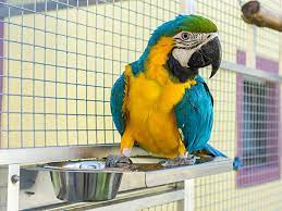 Many pet stores sell pet toys for budgies and other birds. How To Choose A Good Bird Breeder