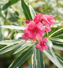 Image result for Nerium oleander