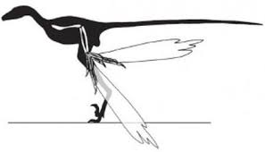 Bird Wrists Evolved Among Dinosaurs Science Smithsonian Magazine