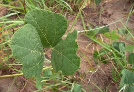 Image result for Rhynchosia sublobata