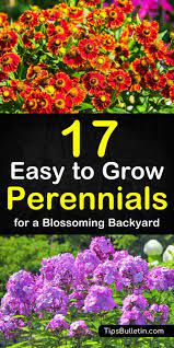 17 Easy To Grow Perennials Low Maintenance Perennials Perennials Flowers Perennials
