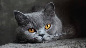 Biru, hitam, coklat, kayu manis, merah, oranye, ungu. Sifat Kucing British 37 Gambar Gambaran Keturunan Kelakuan Tabiat Tabiat Kelebihan Dan Kekurangan Kucing British