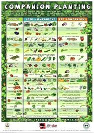Raised Vegetable Garden Plans Raised Bed Vegetable Garden Layout Best Raised Vegetable Ga Companion Planting Chart Companion Gardening Companion Planting Guide