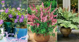 Maybe you would like to learn more about one of these? Plants For North Facing Balcony Garden