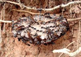 View ratings, photos, and more. Gilmer Wasp Exterminator And Pest Control Bizzy Bee Pest Solutions