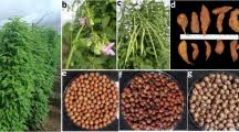 Image result for Sphenostylis