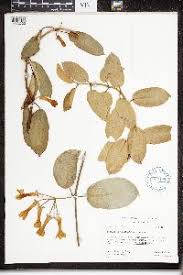 Image result for Marsdenia cynanchoides