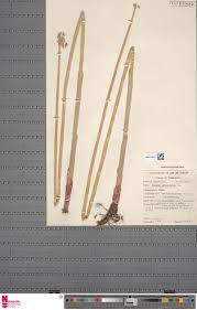 Image result for Porphyrostemma grantii