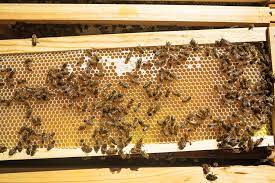 Hawaii S Buzzing Queen Bee Industry Hawaii Magazine