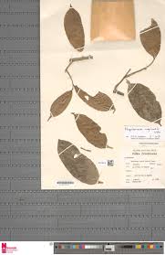 Image result for Napoleonaea angolensis