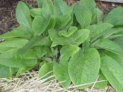 We did not find results for: Comfrey Bocking 14 Beans And Herbs