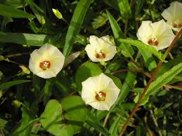 Image result for Xenostegia pinnata