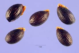 Image result for Macleaya cordata