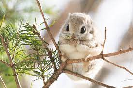 Six Squirrely Facts For Squirrel Appreciation Day Cute Squirrel Japanese Dwarf Flying Squirrel Squirrel Appreciation Day