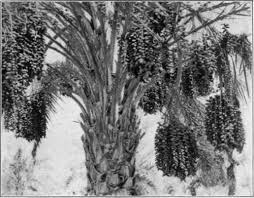 Join our friendly community that shares tips and ideas for gardens, along with seeds and plants. The Ilama Fig 27 Annona Diversifolia Safford