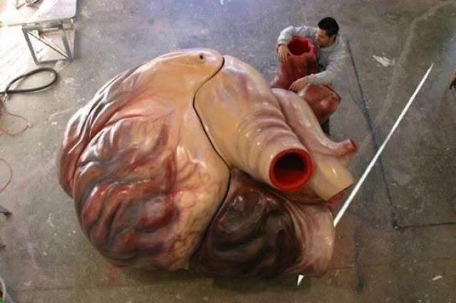 The immense scale of a blue whale's heart shown next to a human, do AI tạo