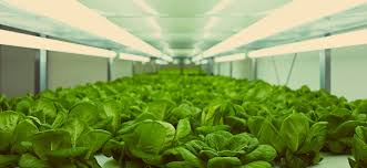 The base powerveg lamp you will. Best Fluorescent T5 Grow Lights Of 2021 Hydrobuilder Learning Center