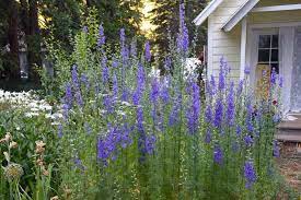 Pin On Garden Ideas Landscape