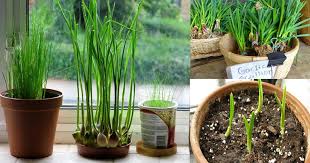 Check spelling or type a new query. How To Grow Garlic Indoors Growing Garlic In Pots Balcony Garden Web