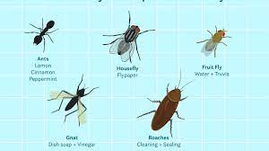 These types of flies are the small ones you can get in your home and black. Natural Ways To Get Rid Of Insects In Your Home