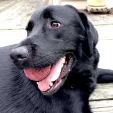 Check spelling or type a new query. Golden Retriever Lab Mix Reviewed