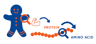 Tendenzialmente le proteine animali contengono tutti gli amminoacidi in quantità adeguate, mentre le proteine vegetali mancano in uno certo, sono alimenti chiamati a calorie negative o a 0 calorie che quindi per essere digeriti richiedono a sua volta dell'energia che l'alimento da solo non riesce a fornire. Promiss