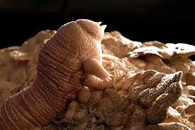 Image result for Demodex brevis