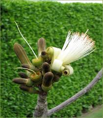 Image result for Pseudobombax