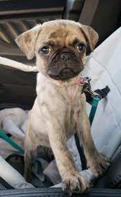 My Wife And I Just Got Our First Dog And We Love Her So Much Already Reddit Meet Nova The Fawn Brindle Pug Https Ift Tt 2n Brindle Pug Pugs French Bulldog