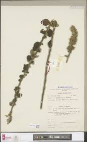 Image result for Vernonia karaguensis