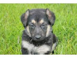 If you're the kind of owner that loves working with your dog to teach it new tricks, then this could be the breed for you. German Shepherd Puppies In Missouri