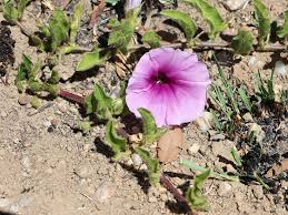 Image result for Ipomoea crassipes