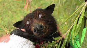 Nicky Bat Picking Her Own Flower Bat Baby Bats Animals