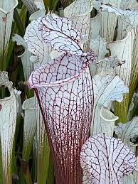 Image result for Leucosphaera bainesii