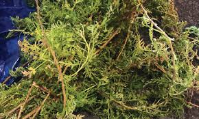 Image result for Hirpicium bechuanense