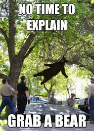 Which Bear Is Best Black Bear Fact Bears Eat Beets Bears Beets Battlestar Galactica I Am A Falling Bear Quickmeme