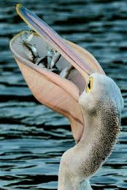 Big Birds You Can Have As Pets Pin By Warfield Jennifer On Magnificent Water S Animals Beautiful Pet Birds Beautiful Birds