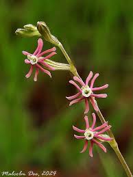 Image result for Callilepis laureola