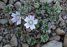 Image result for Malva neglecta