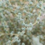 Image result for Caroxylon littoralis