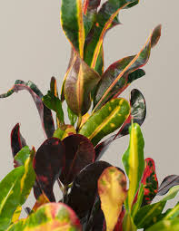 Image result for Codiaeum variegatum