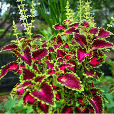Image result for Coleus maculosus